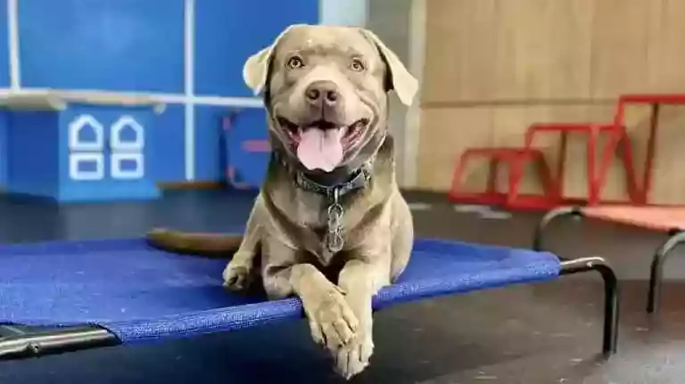 Dog Training
