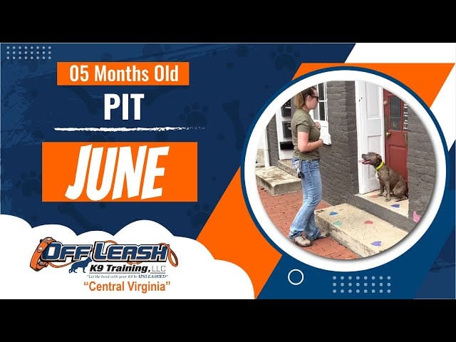 Dog training results - June