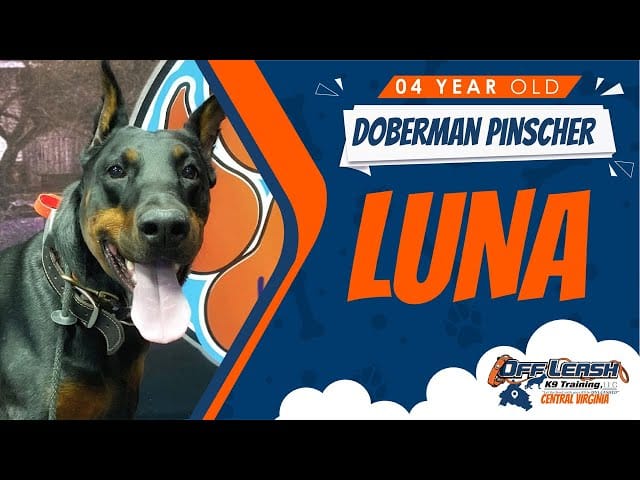 Dog training results - Luna