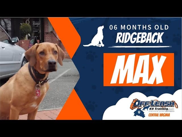Dog training results - Max